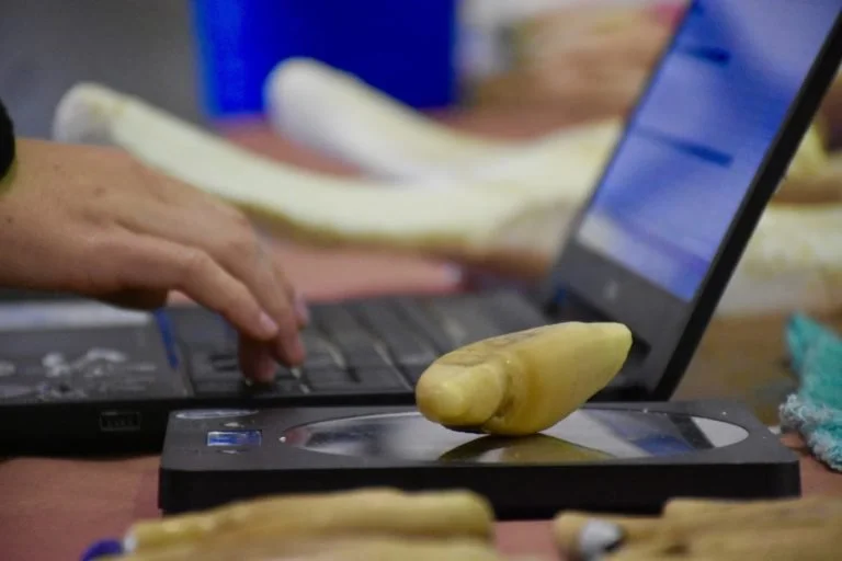 An orca tooth on a 3D scanner turntable beside a laptop, with more teeth laid out behind it